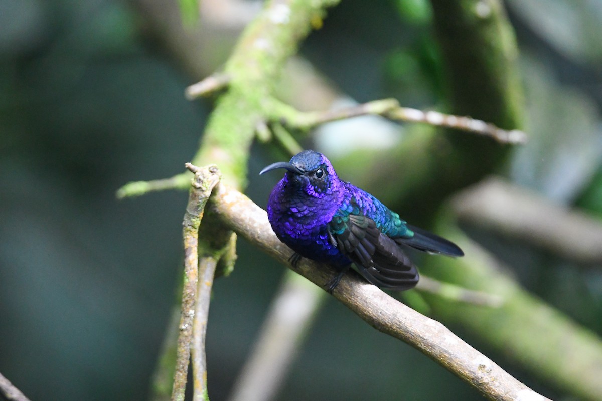 Violet Sabrewing - ML637901148