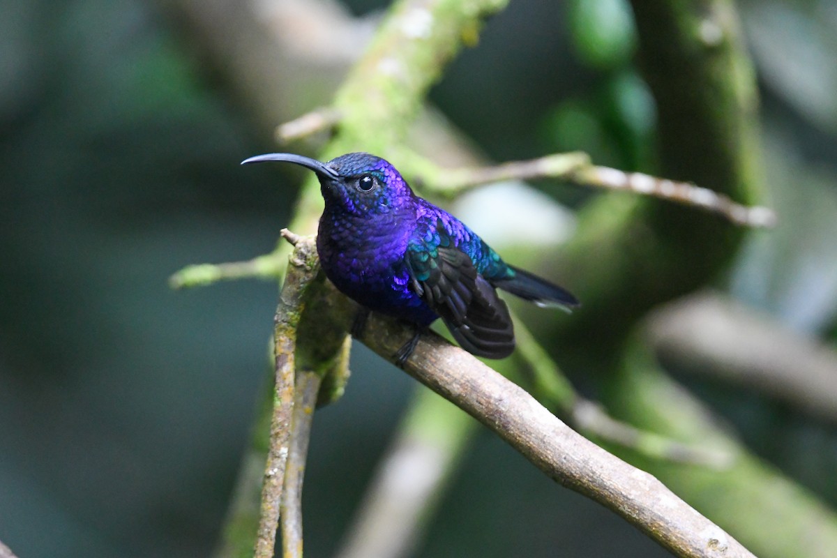 Violet Sabrewing - ML637901149