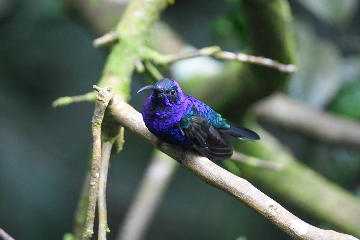 Violet Sabrewing - ML637901150