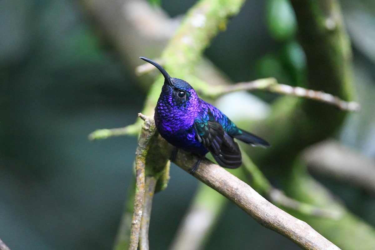 Violet Sabrewing - ML637901151