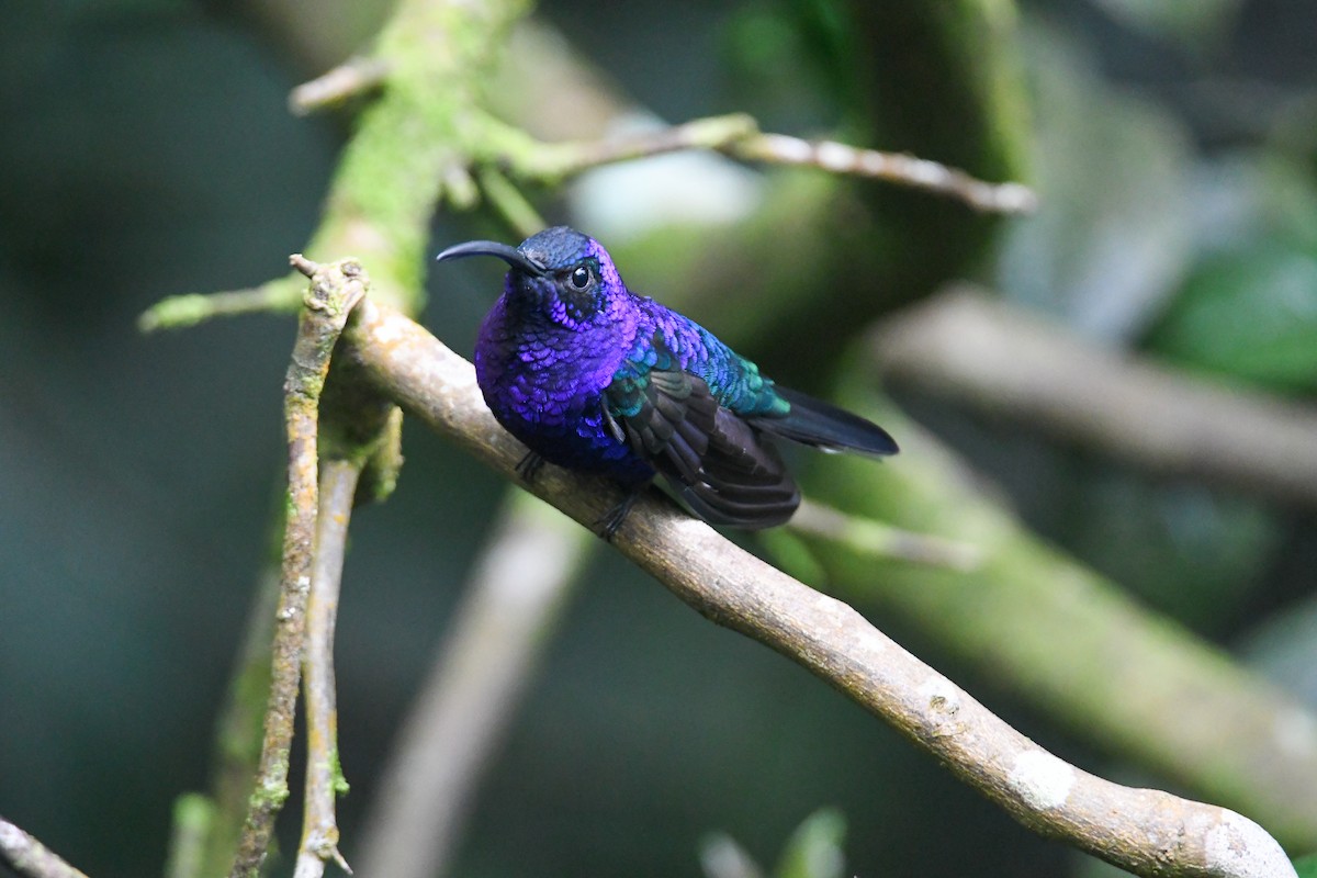 Violet Sabrewing - ML637901152