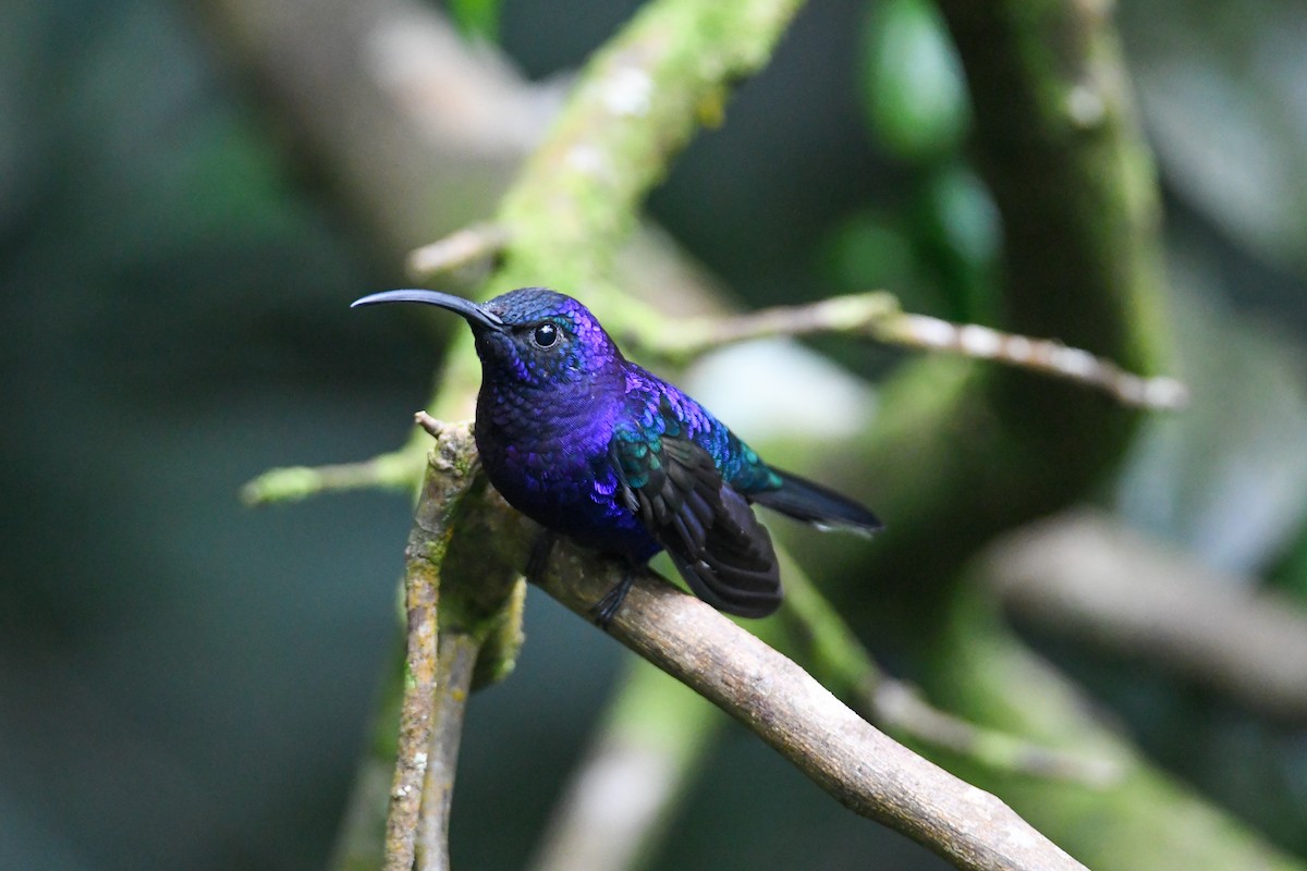 Violet Sabrewing - ML637901154