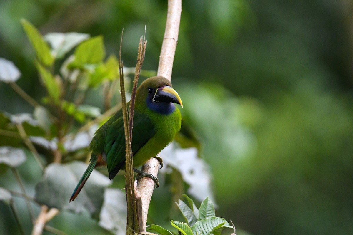 Northern Emerald-Toucanet - ML637901227
