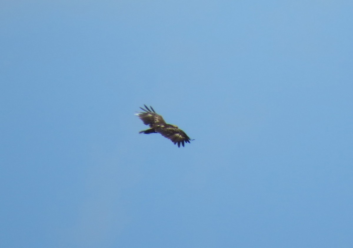 Indian Spotted Eagle - ML637901245