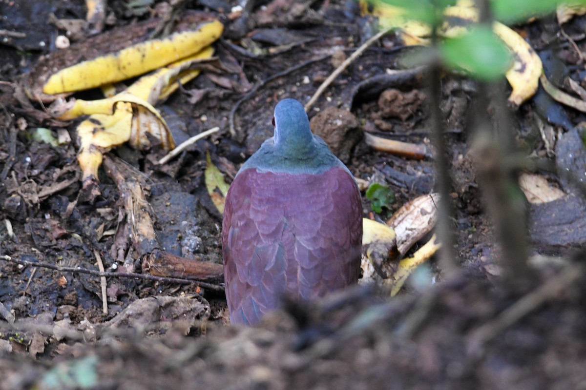 Buff-fronted Quail-Dove - ML637901249