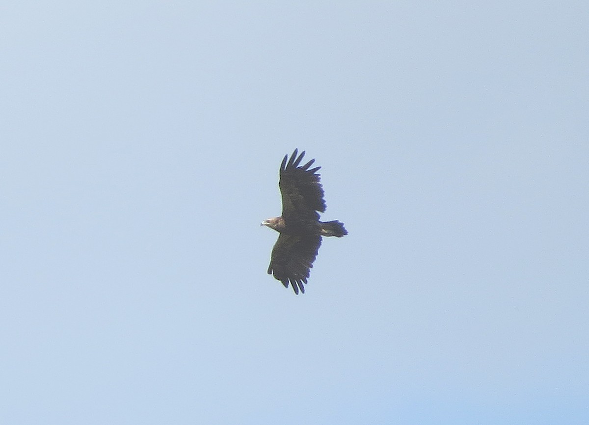 Indian Spotted Eagle - ML637901253