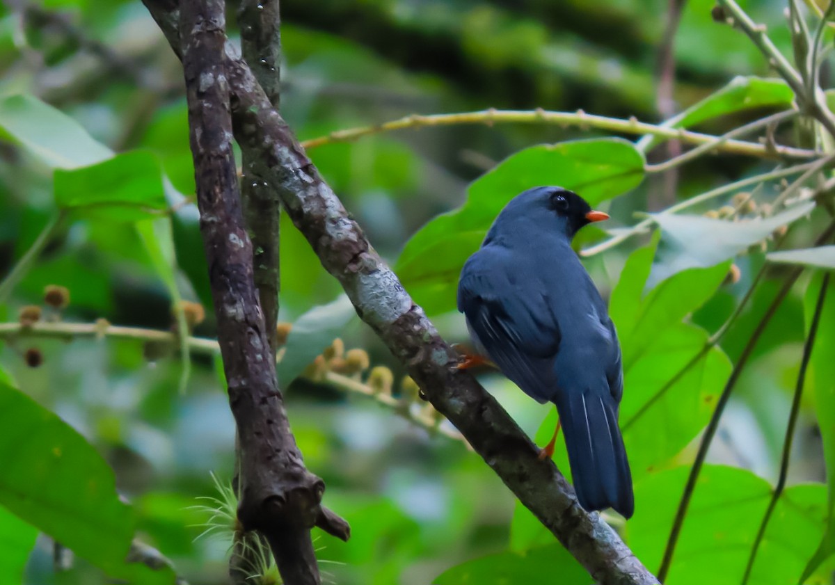 Black-faced Solitaire - ML637901336