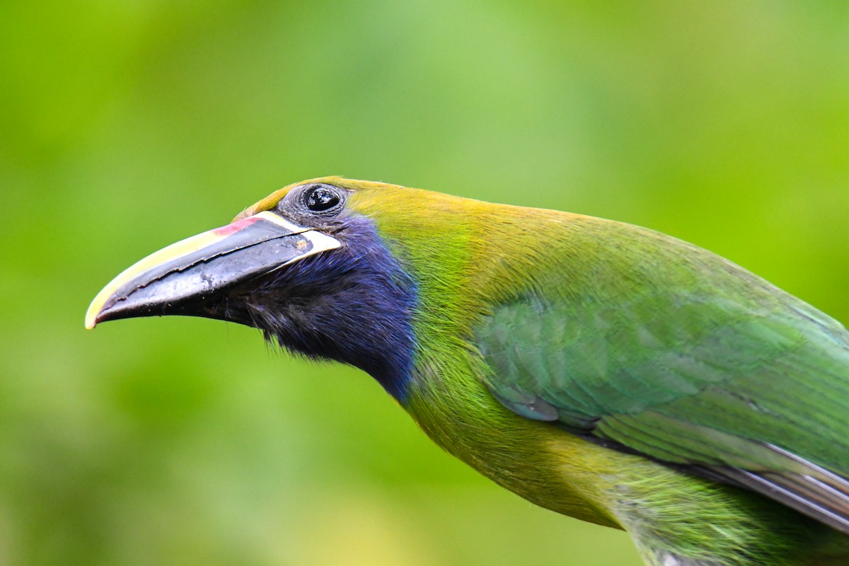 Northern Emerald-Toucanet - ML637901340