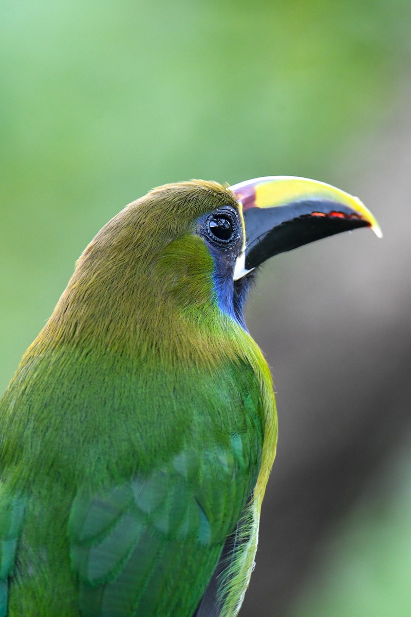 Northern Emerald-Toucanet - ML637901349