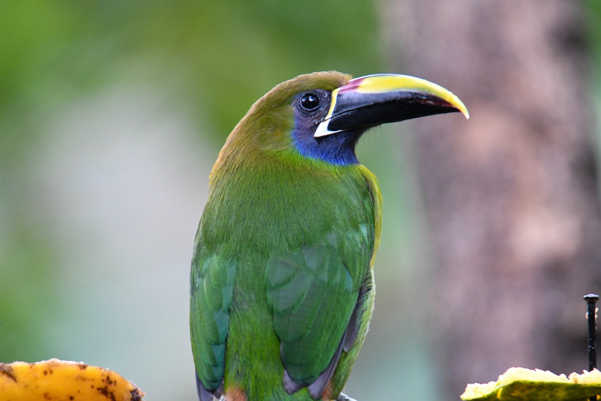 Northern Emerald-Toucanet - ML637901350