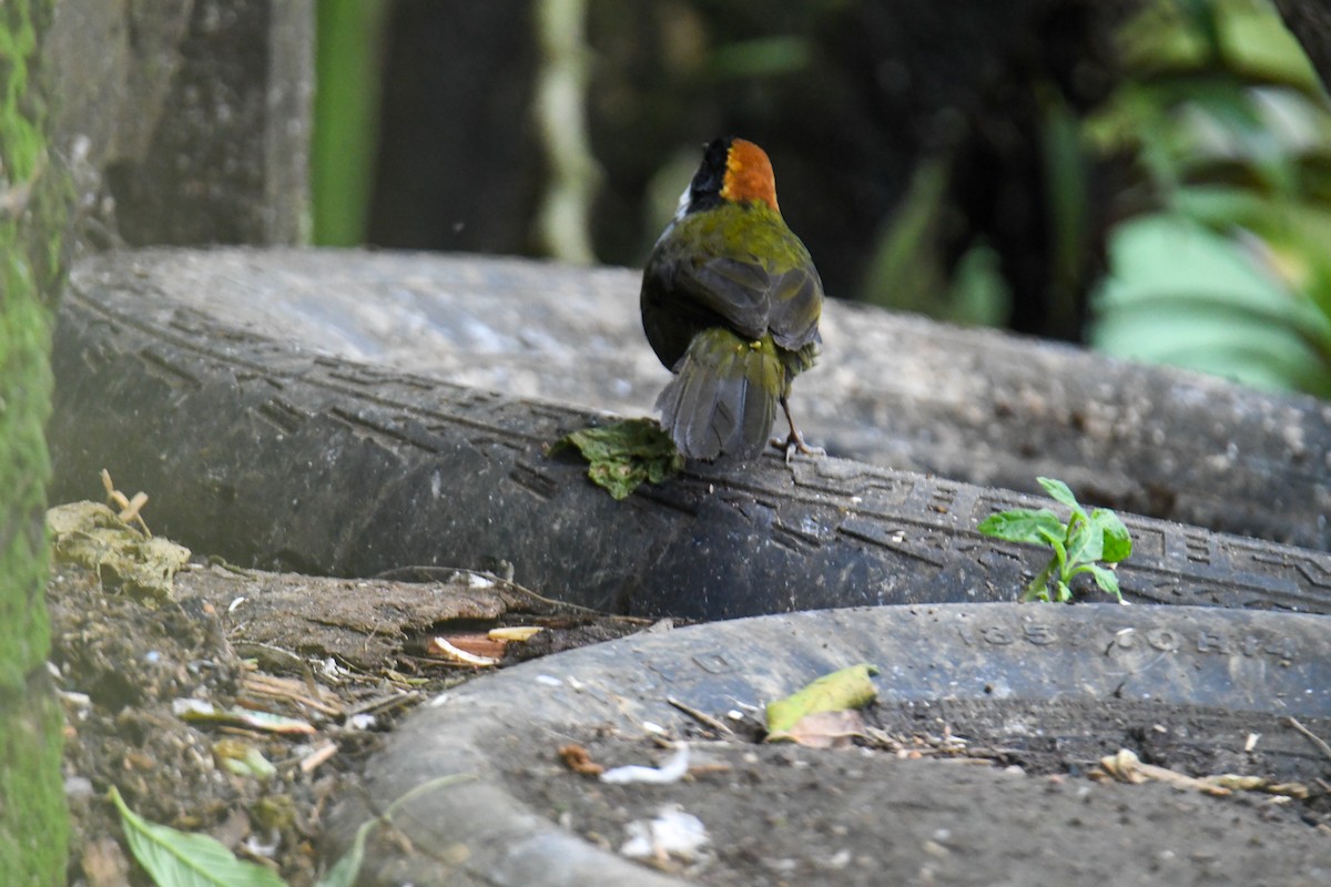 Chestnut-capped Brushfinch - ML637901370