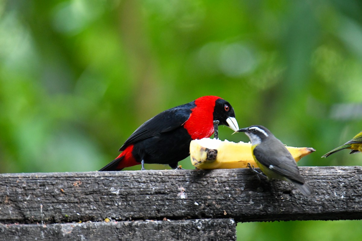 Crimson-collared Tanager - ML637901441