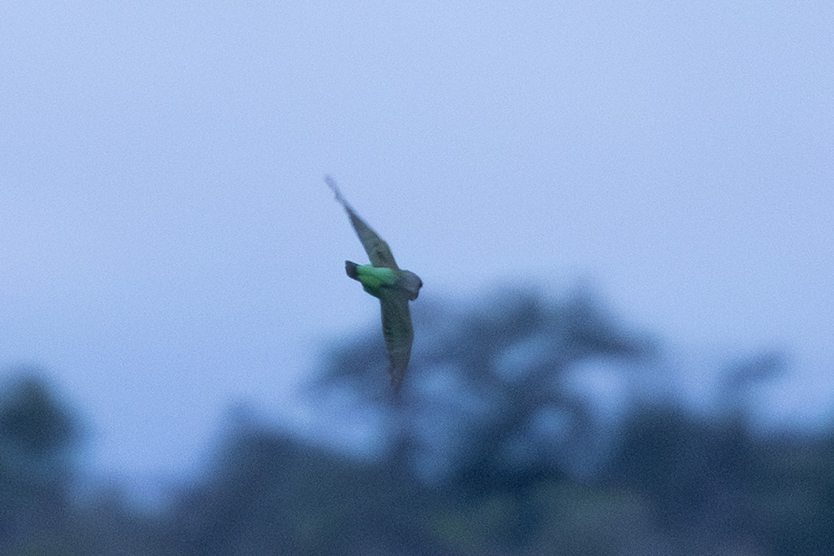 Brown-headed Parrot - ML637901447