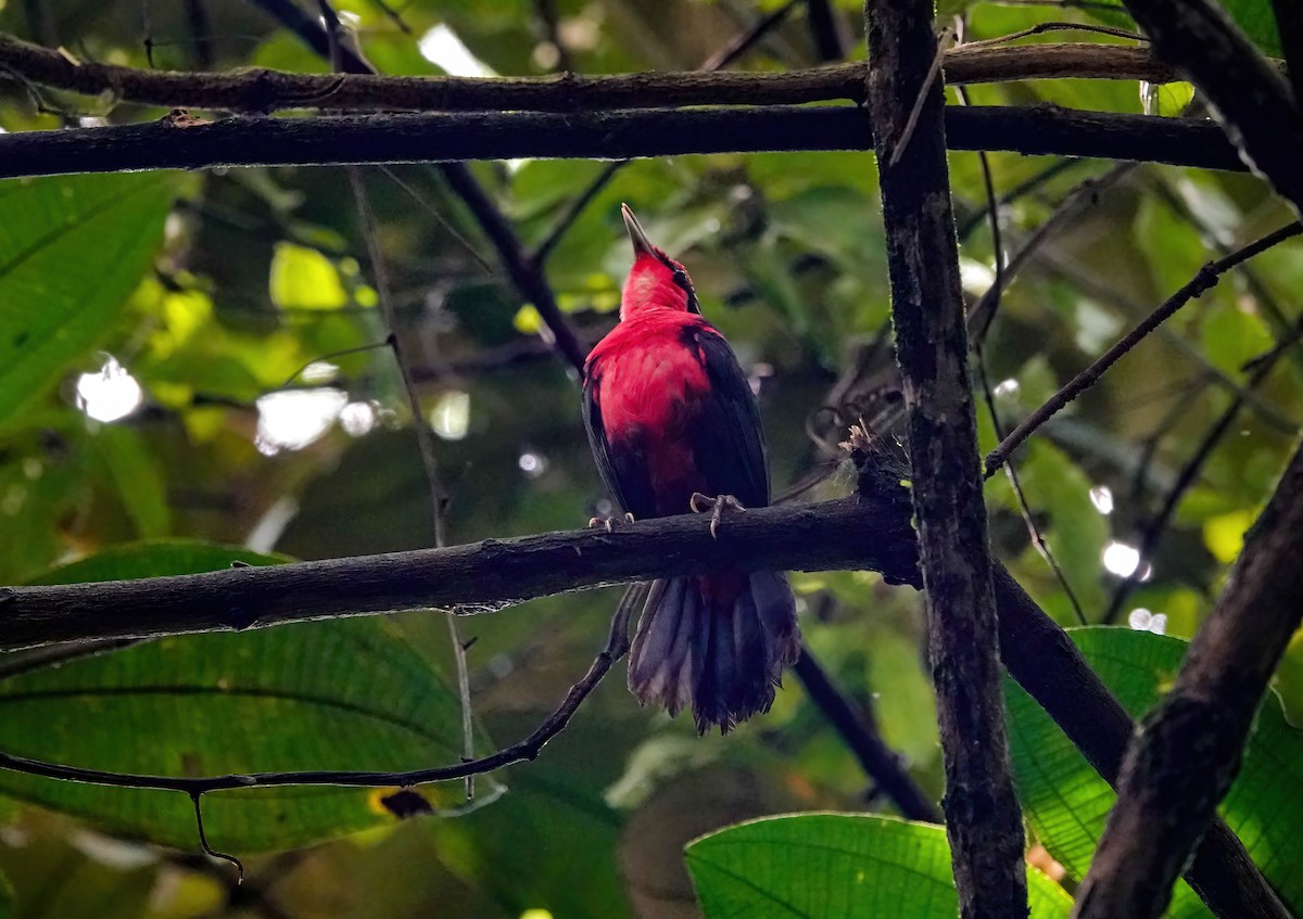 Rosy Thrush-Tanager - ML637901465
