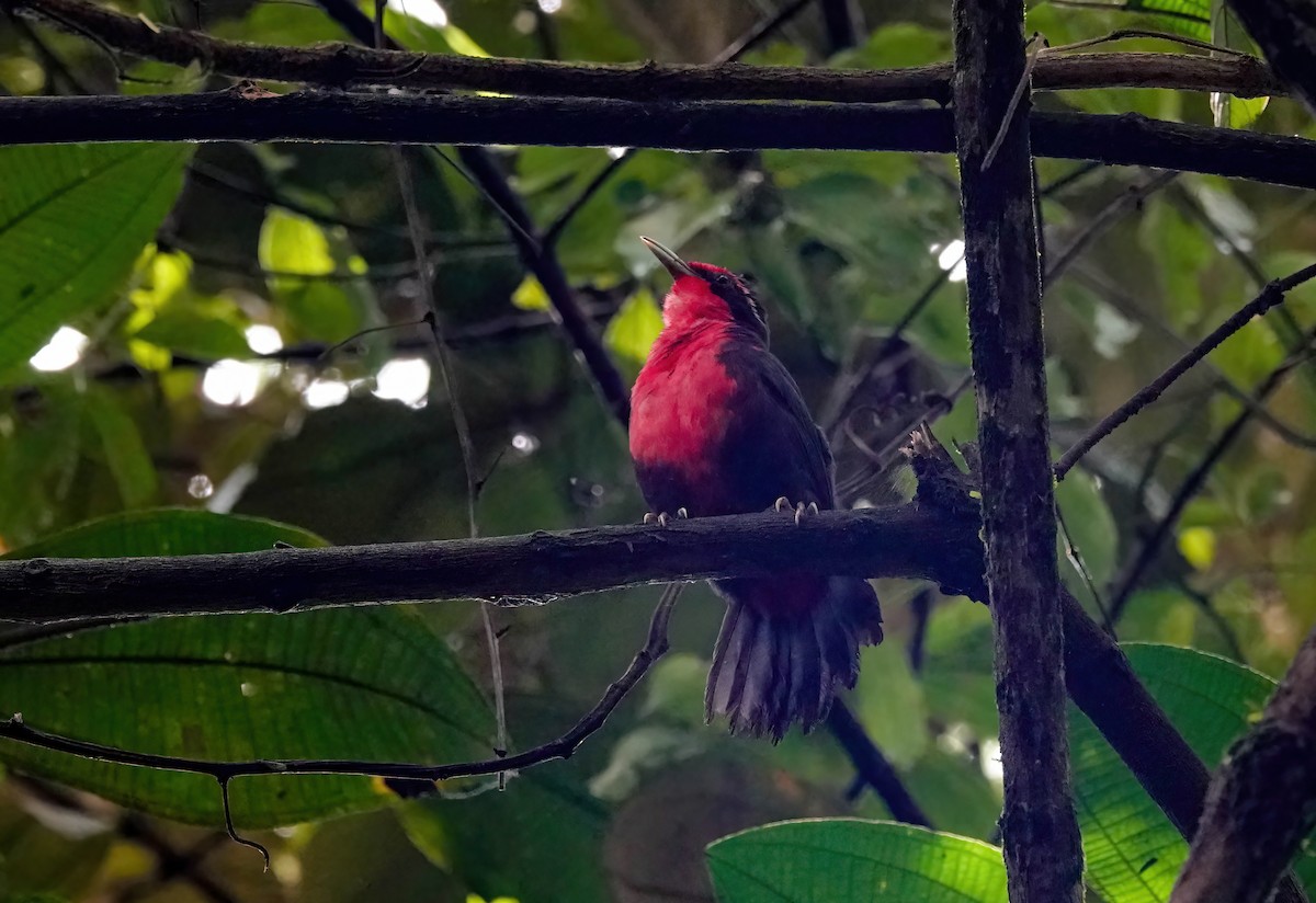 Rosy Thrush-Tanager - ML637901488