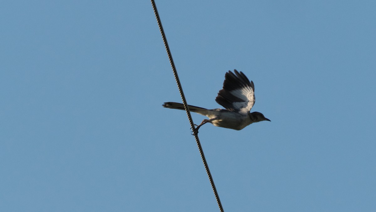 Northern Mockingbird - ML637901510