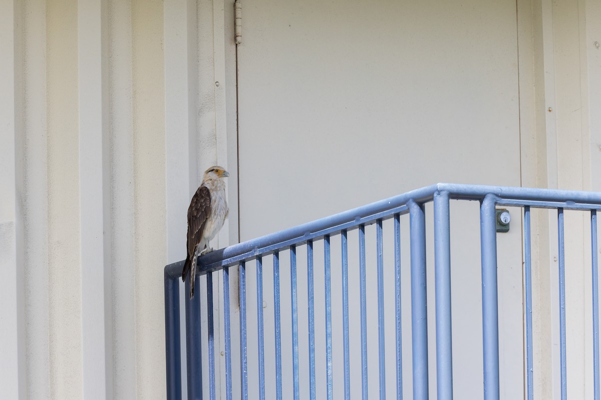Yellow-headed Caracara - ML637901599