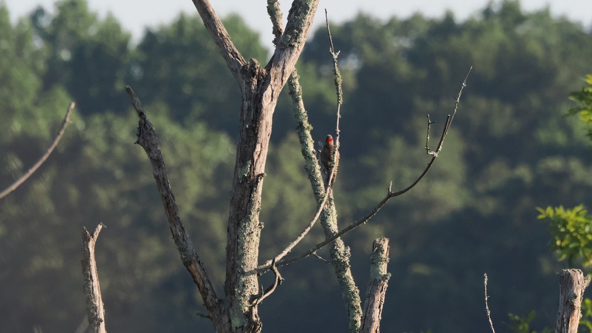 Northern Flicker (Yellow-shafted) - ML637901602