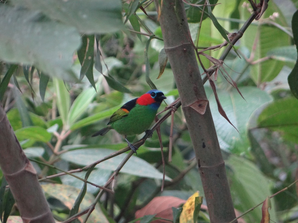 Red-necked Tanager - ML637901604