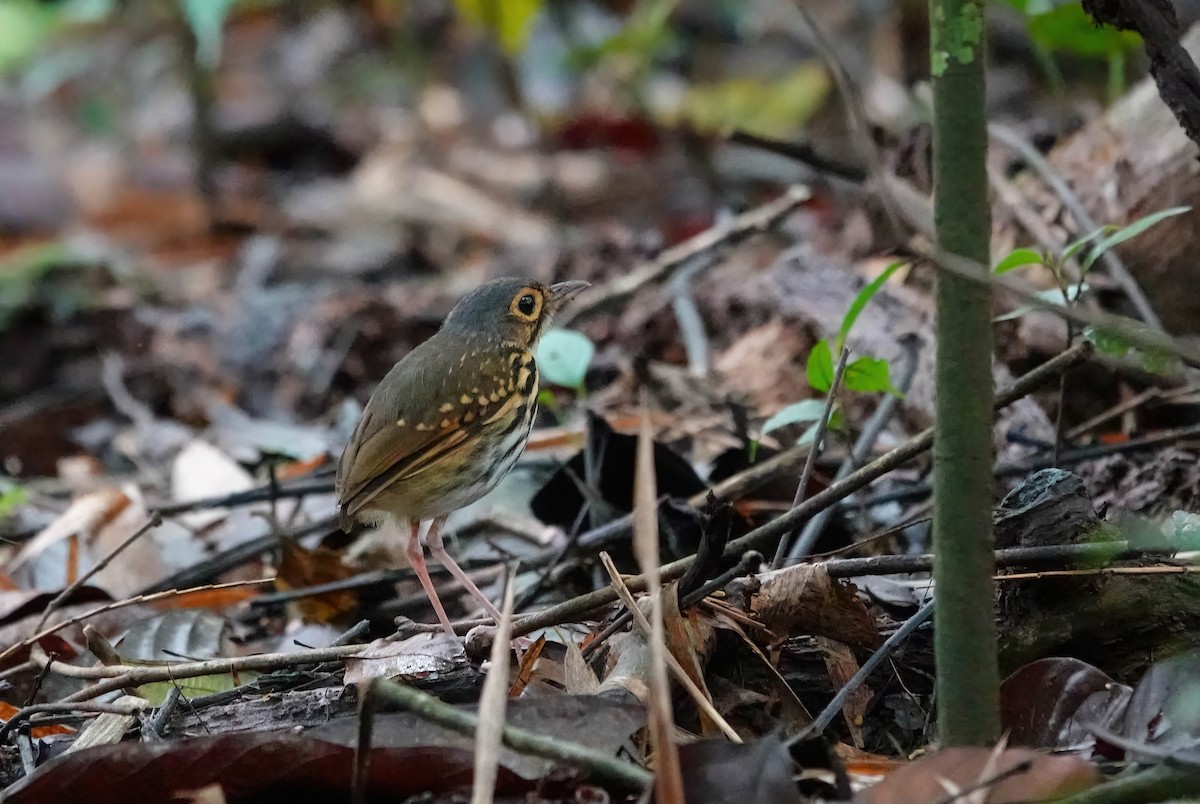 Streak-chested Antpitta - ML637901617