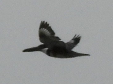 Gürtelfischer - ML637901633