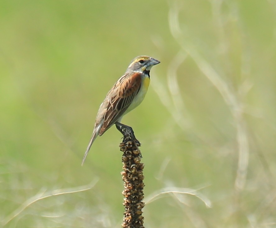 Dickcissel - ML637901708