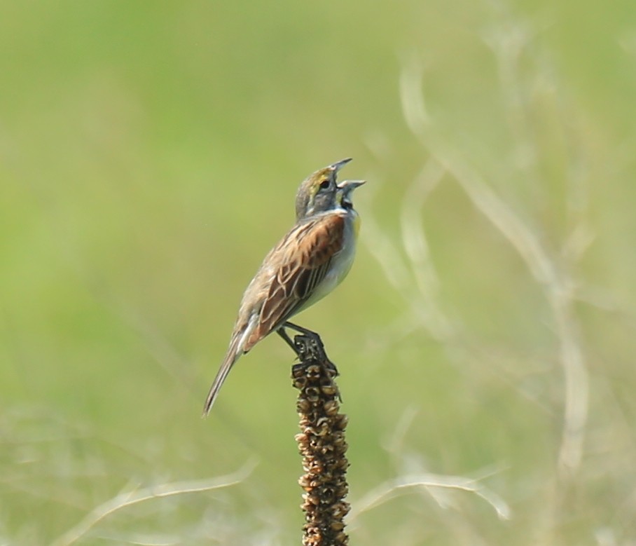 Dickcissel - ML637901741