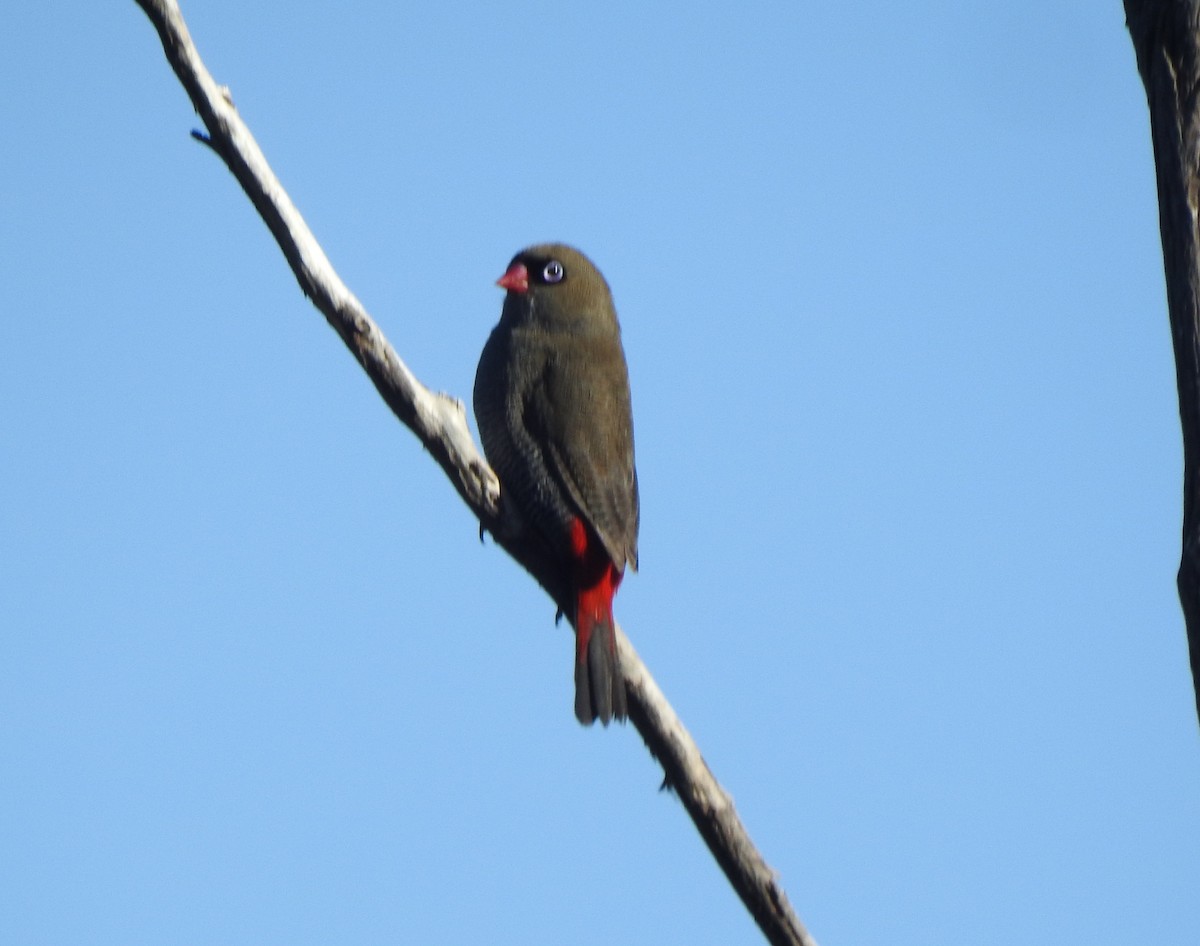 Beautiful Firetail - ML637901798