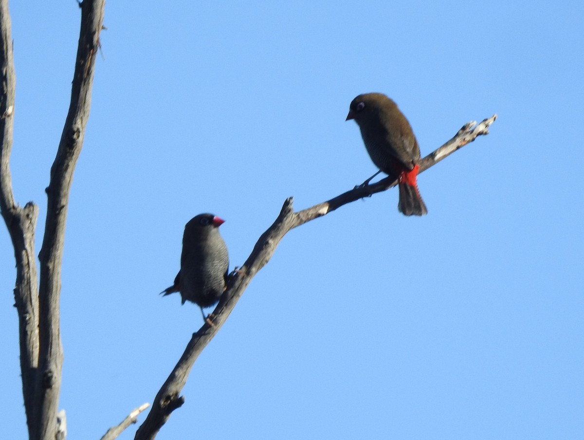 Beautiful Firetail - ML637901799