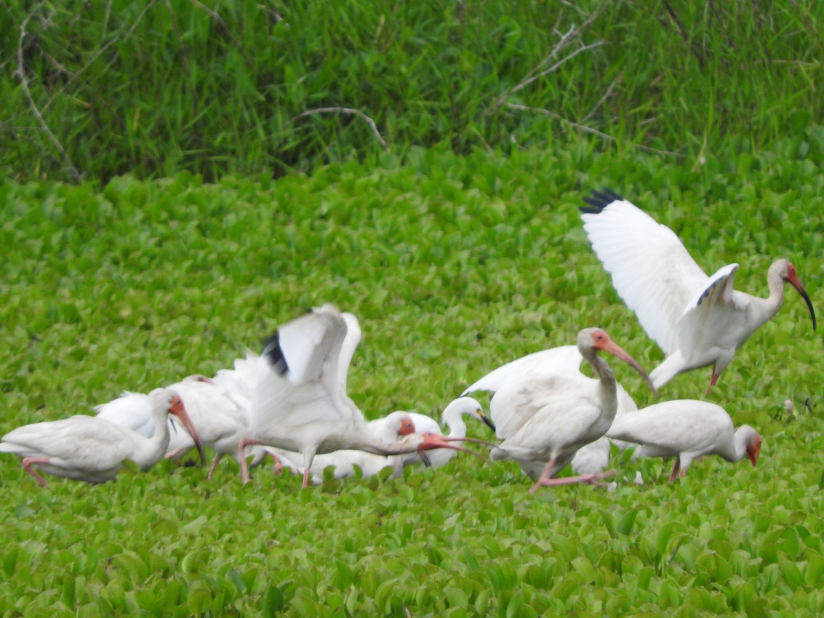 White Ibis - ML637901800