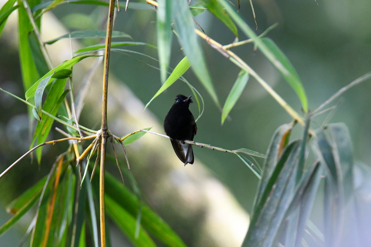 Black-bellied Hummingbird - ML637901808