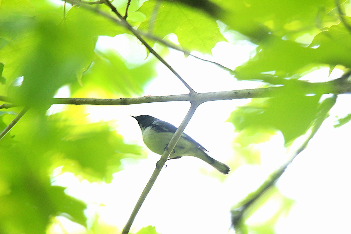 Paruline bleue - ML637901818