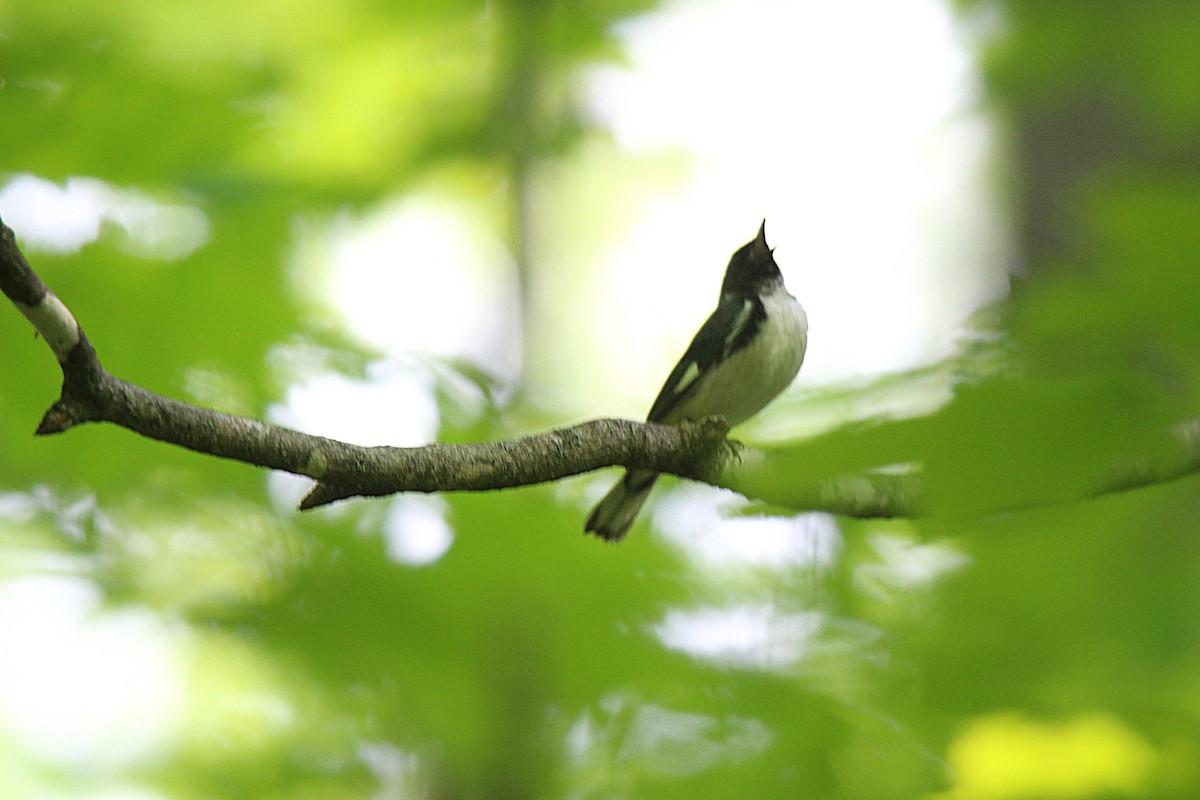 Paruline bleue - ML637901819