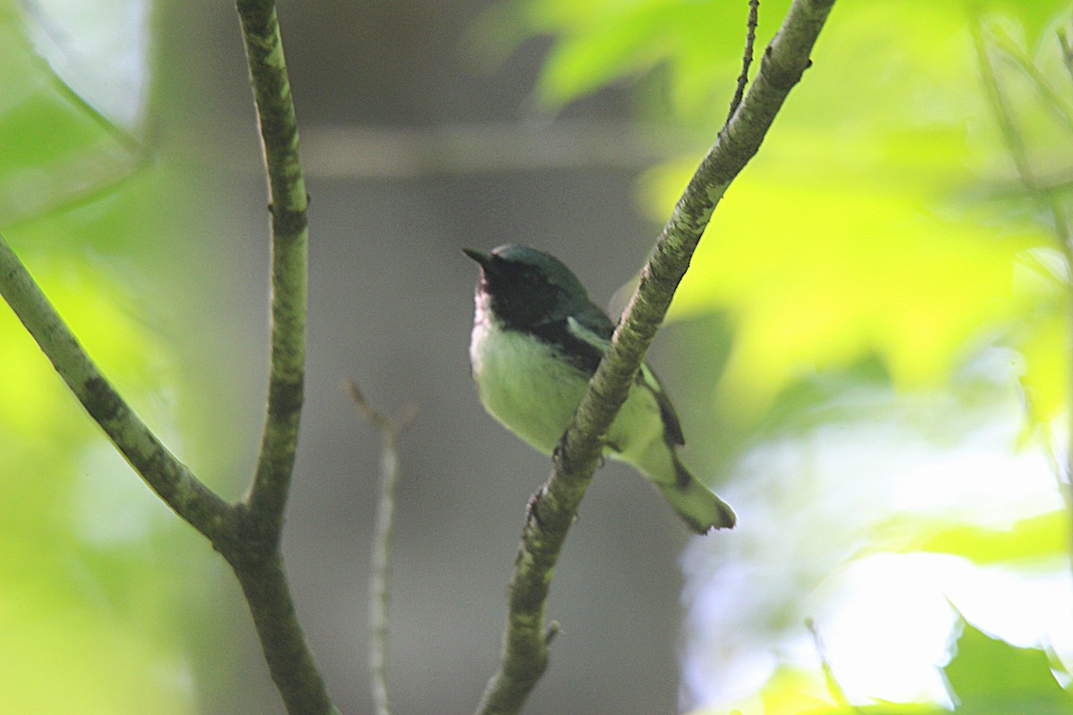 Paruline bleue - ML637901820