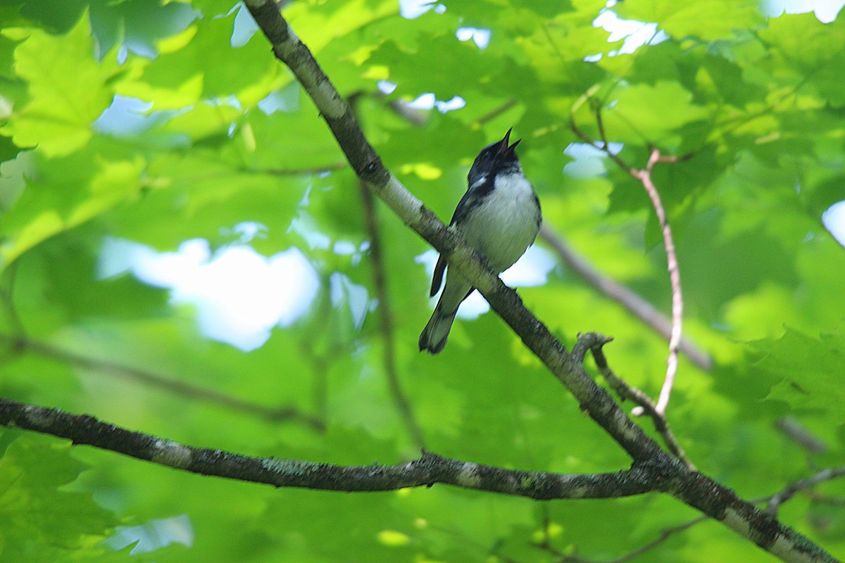 Paruline bleue - ML637901821