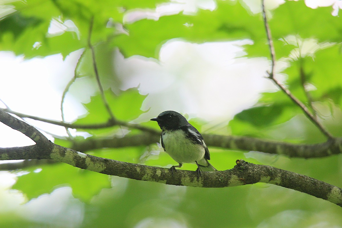 Paruline bleue - ML637901822