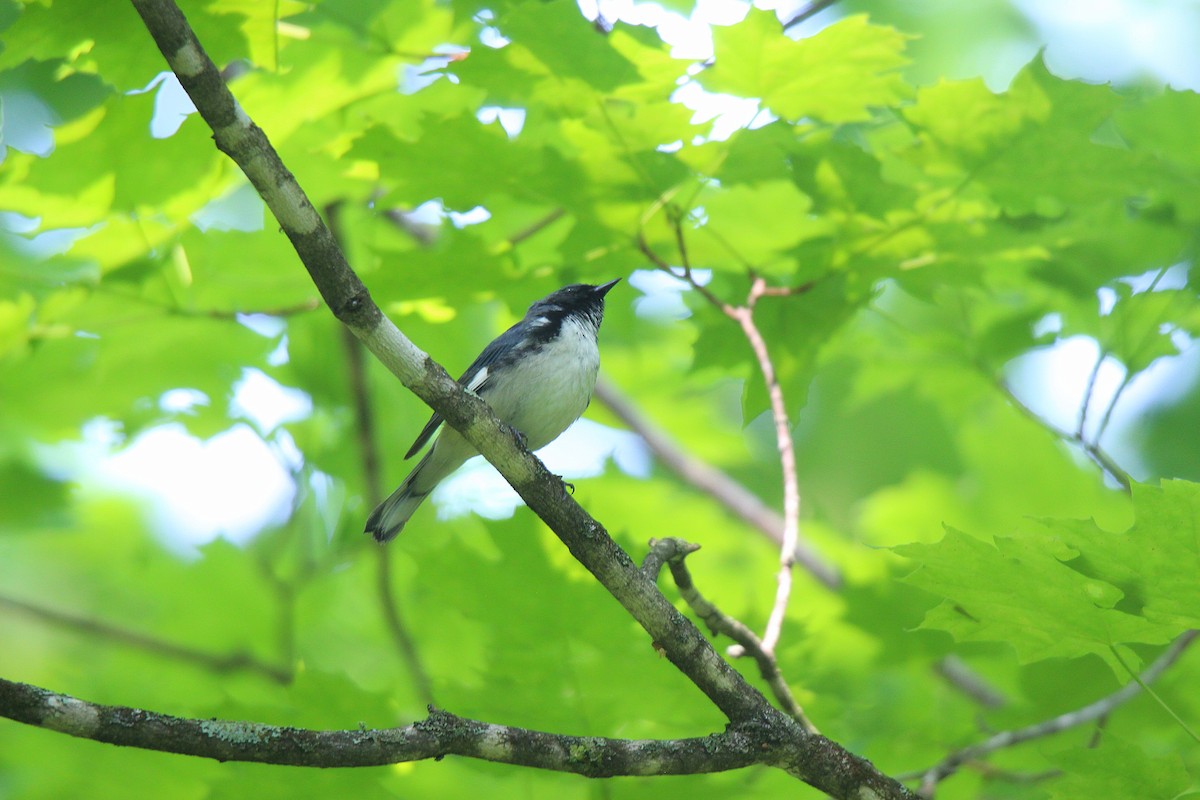 Paruline bleue - ML637901823