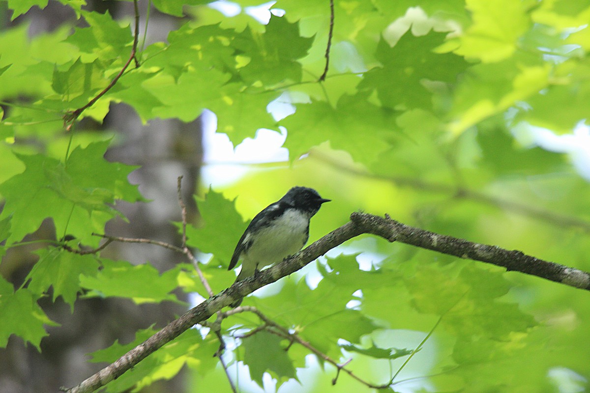 Paruline bleue - ML637901824