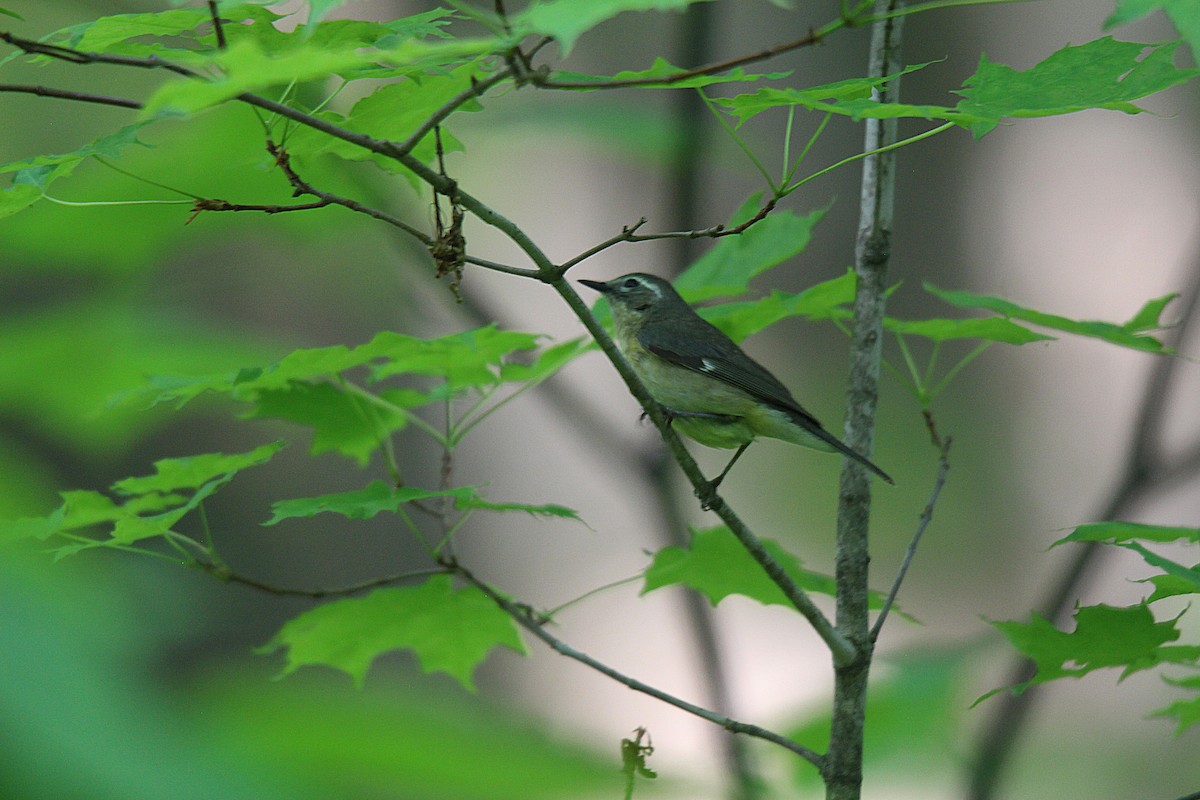 Paruline bleue - ML637901825