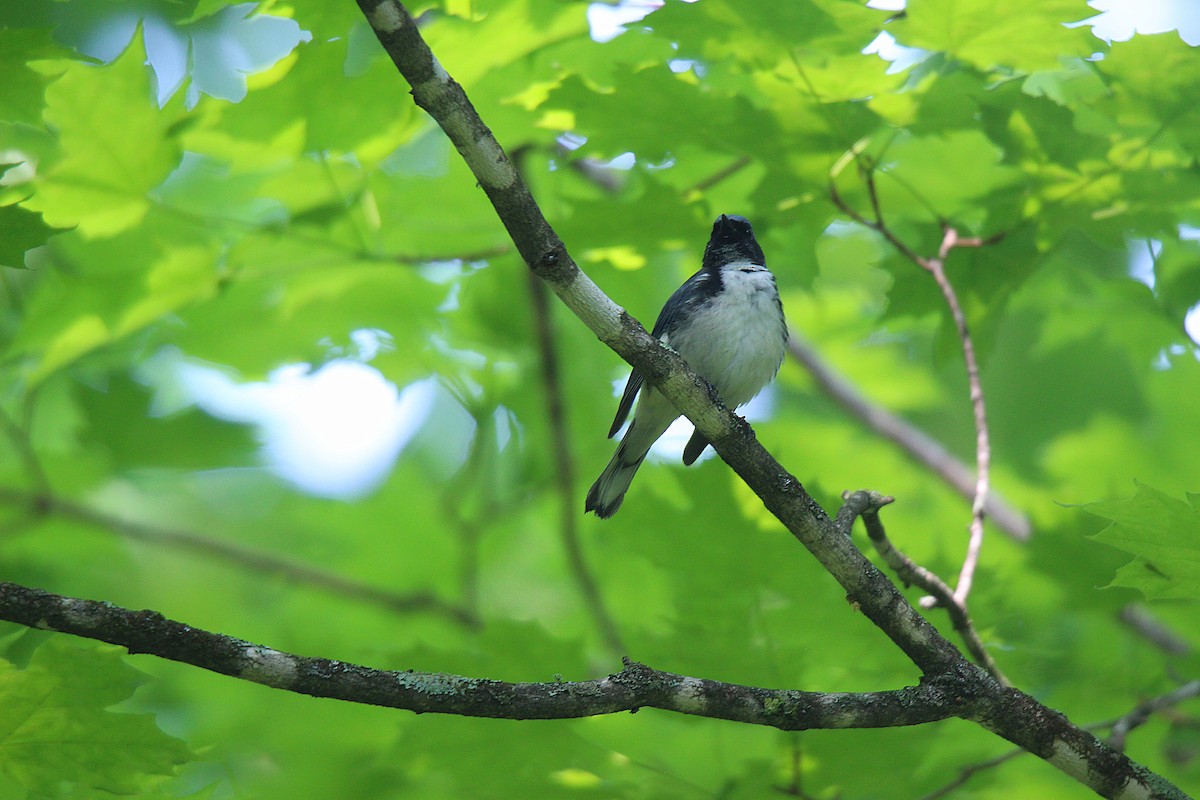 Paruline bleue - ML637901826