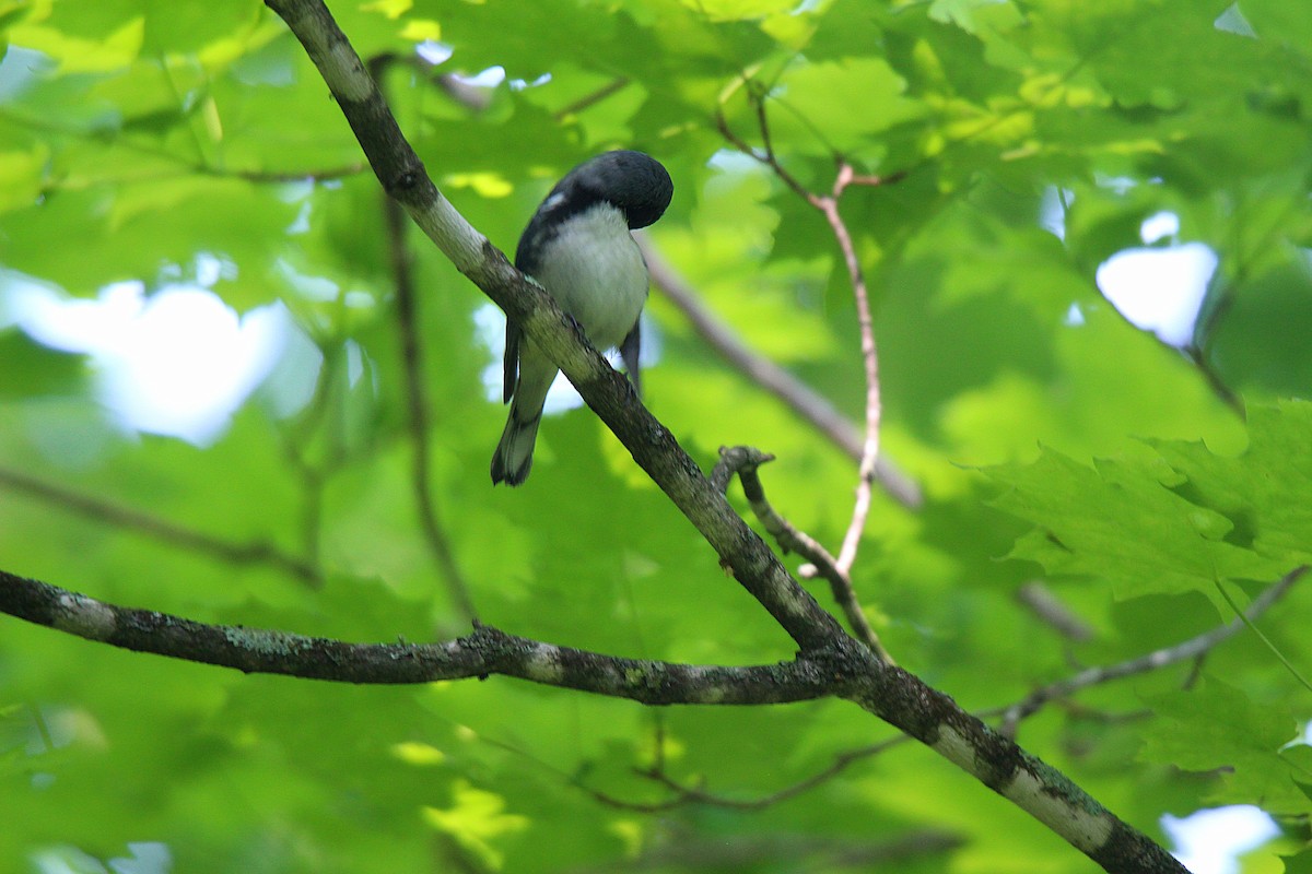 Paruline bleue - ML637901827