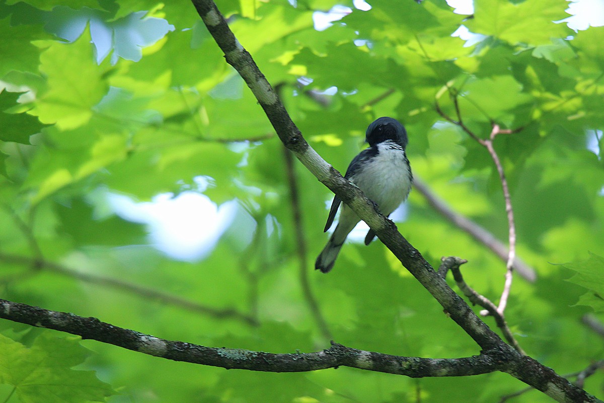 Paruline bleue - ML637901828