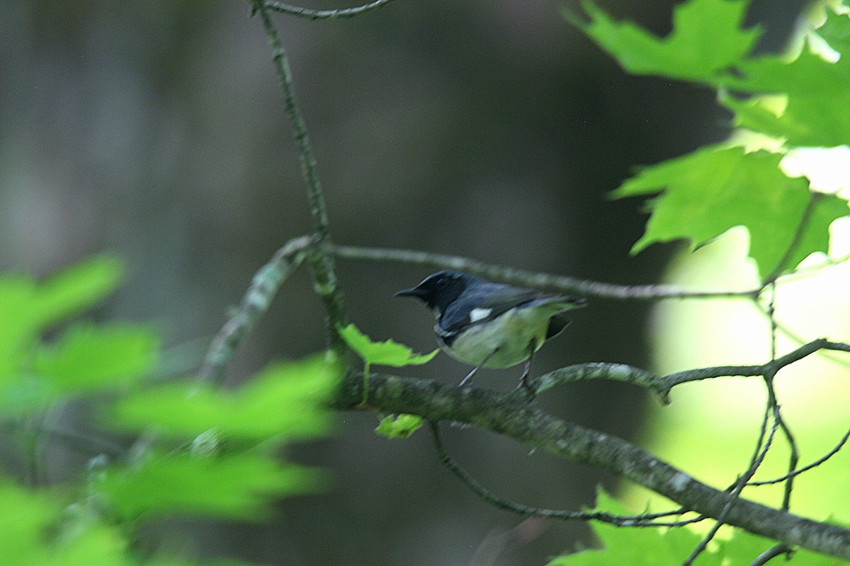 Paruline bleue - ML637901829