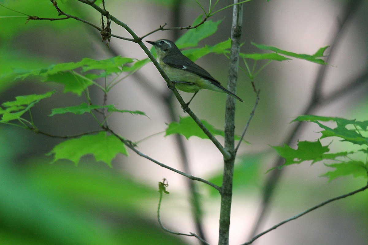 Paruline bleue - ML637901830