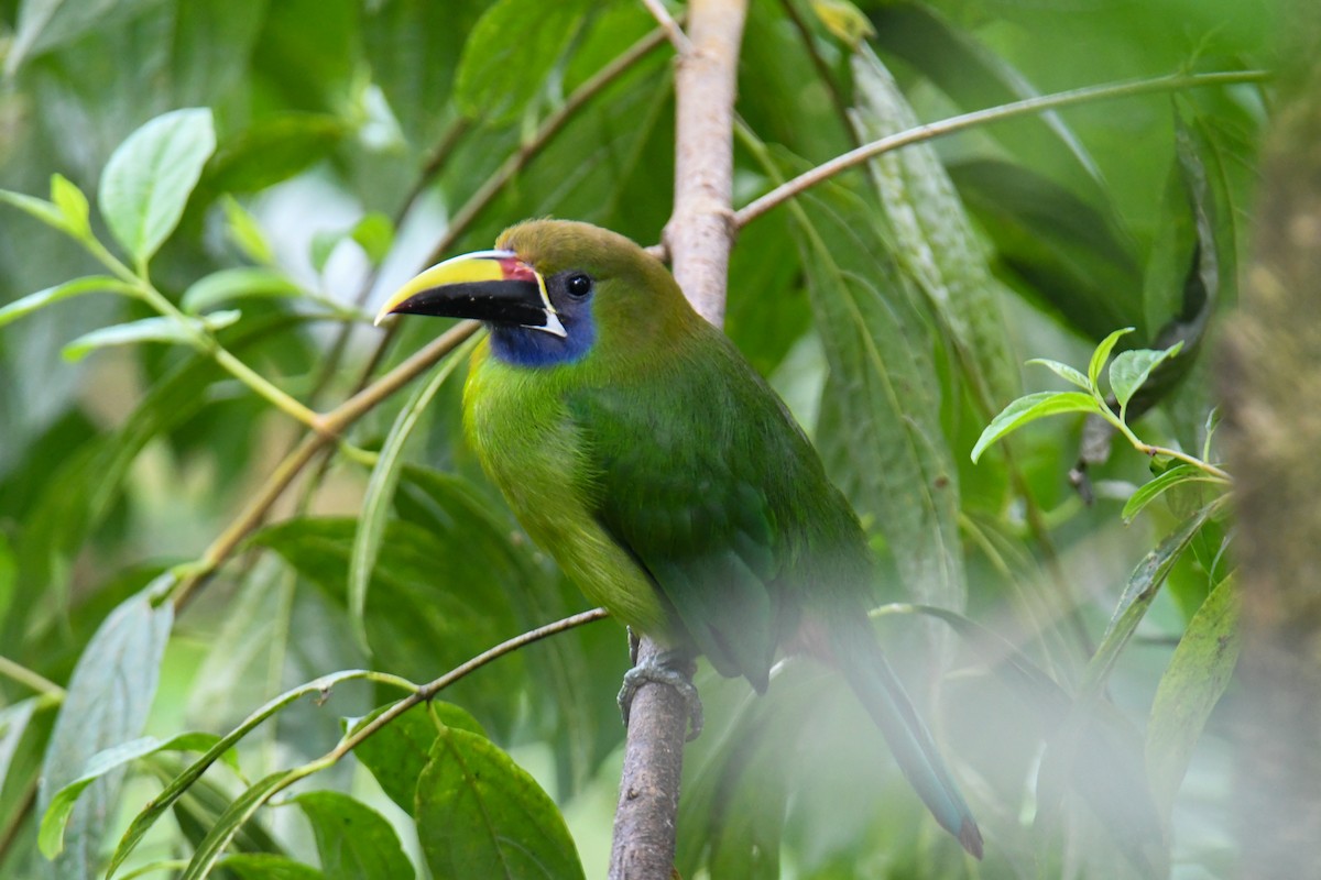 Northern Emerald-Toucanet - ML637901834