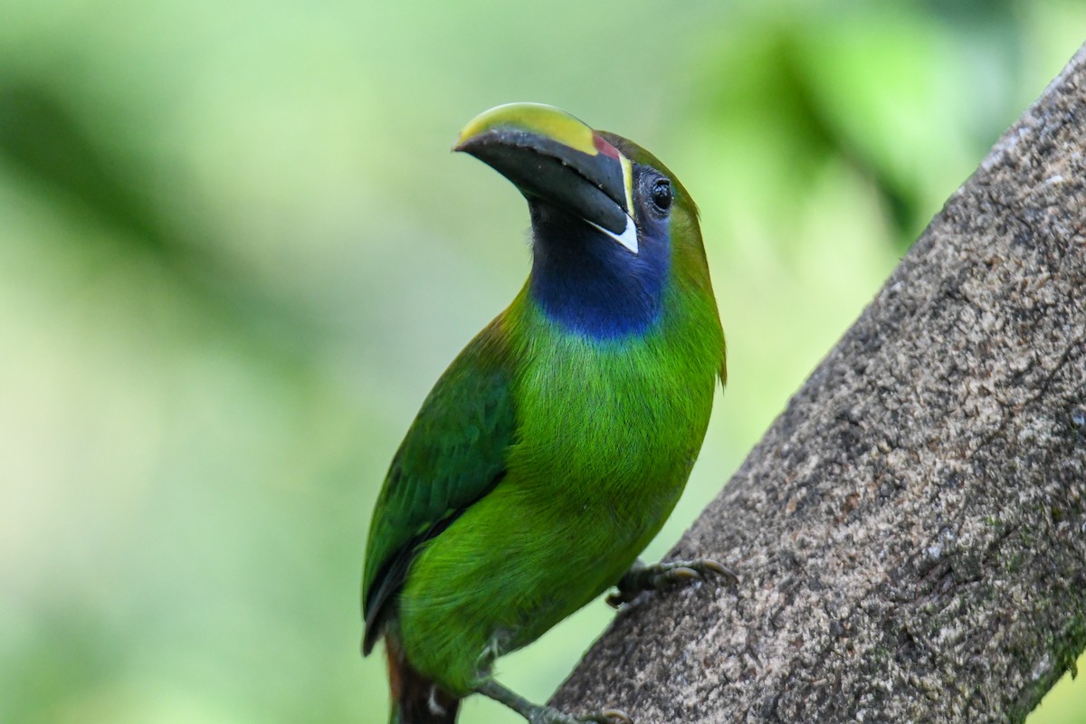 Northern Emerald-Toucanet - ML637901835