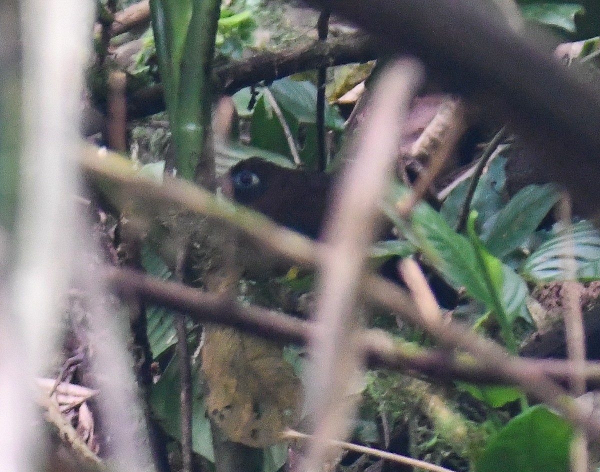 Zeledon's Antbird - ML637901879