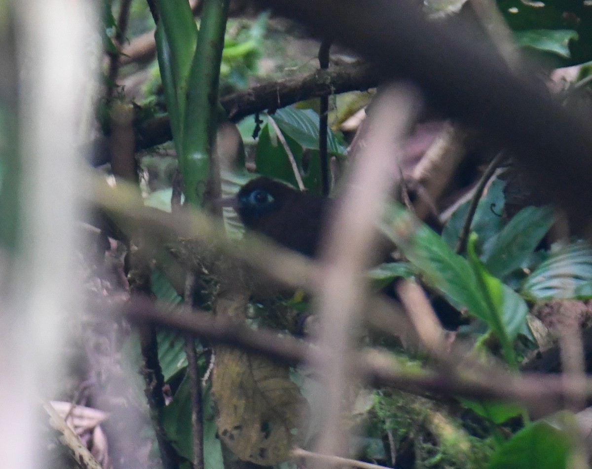 Zeledon's Antbird - ML637901880