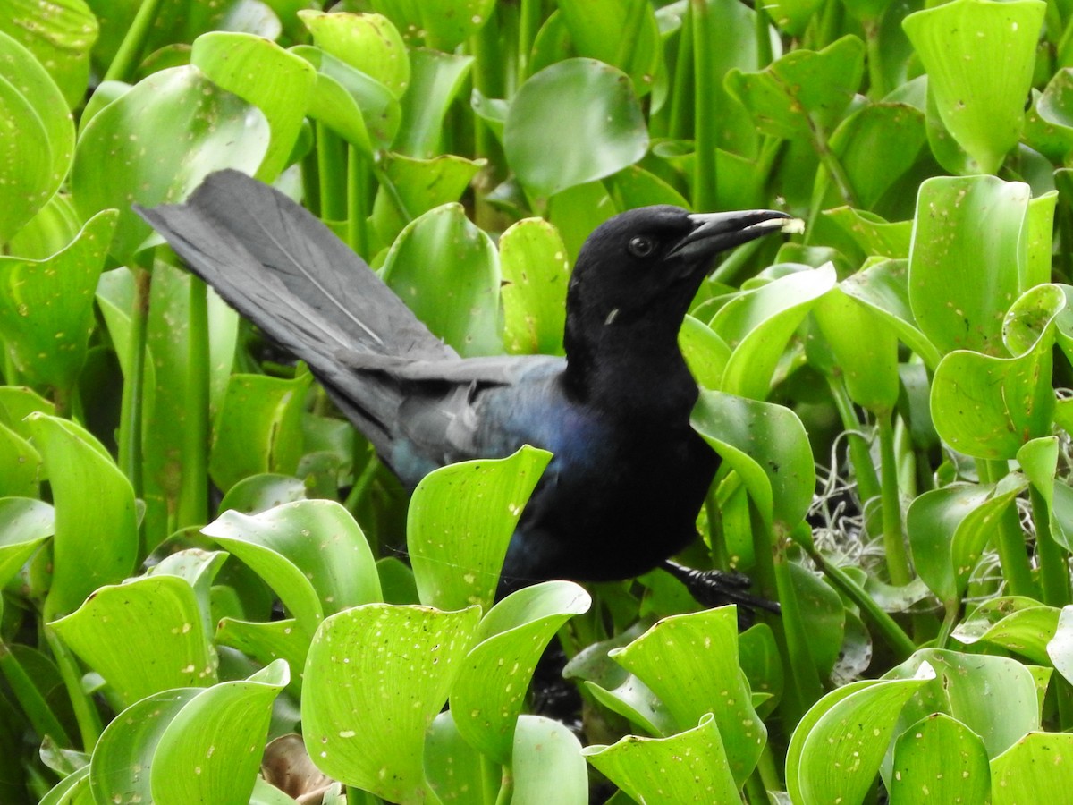 Boat-tailed Grackle - ML637901886