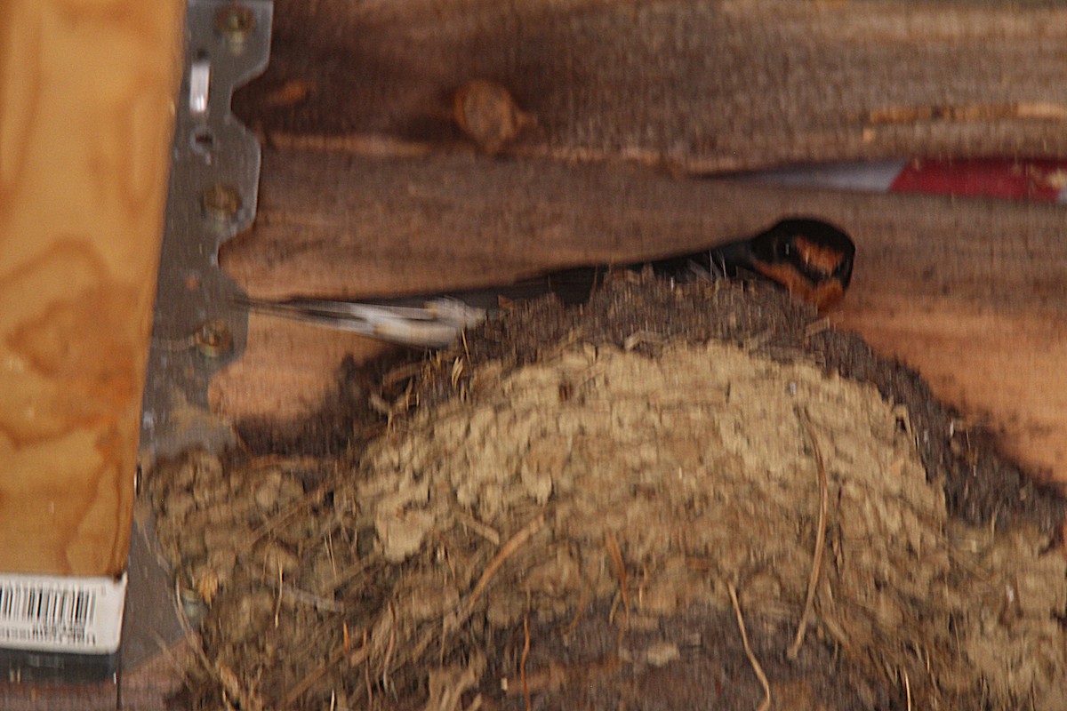 Асрын хараацай - ML637901913